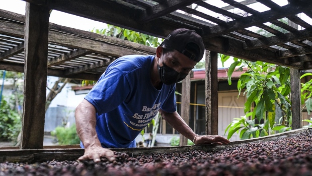 A worker evenly distributes coffee cherries on a wooden dying rack at the Finca Del Carmen plantation in Lipa, Batangas, the Philippines, on Friday, Dec. 4, 2020. Inflation in the Philippines accelerated to its fastest pace in 20 months in November on higher food and beverage costs, giving the central bank reason to pause on further rate cuts.