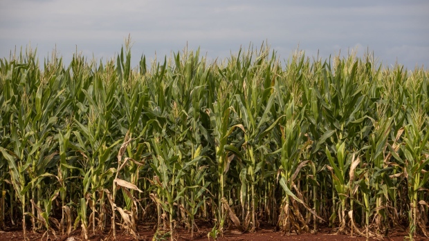 Corn grows in a field on a farm near Sertanopolis, Parana state, Brazil, on Monday, May 30, 2022. China's state grain traders have started buying Brazilian corn in an extremely rare move, as the country seeks to ward against any disruptions to shipments from their main suppliers in the US and Ukraine.