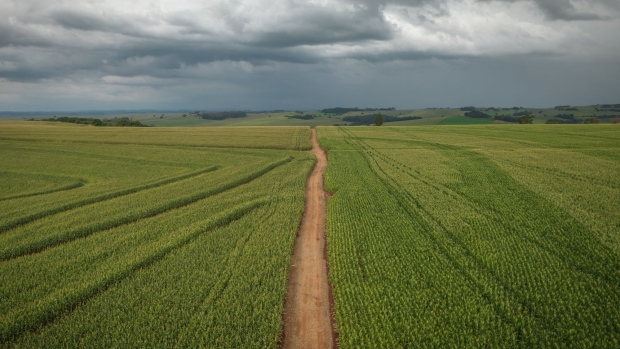 Corn fields on a farm near Londrina, Parana state, Brazil, on Monday, May 30, 2022. China's state grain traders have started buying Brazilian corn in an extremely rare move, as the country seeks to ward against any disruptions to shipments from their main suppliers in the US and Ukraine.