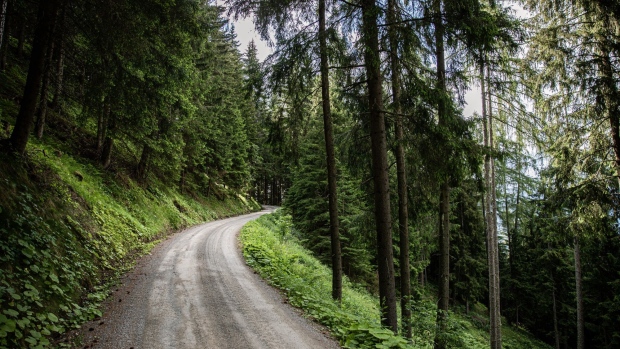 A dirt road leads through an alpine forest near Feistritz am Kammersberg, Austria on Wednesday, June 24, 2020. CLT uses a high-tech manufacturing process that turns ordinary wooden planks, often made from Spruce trees, into structures that can bear thousands of tons of weight. Photographer: Akos Stiller/Bloomberg