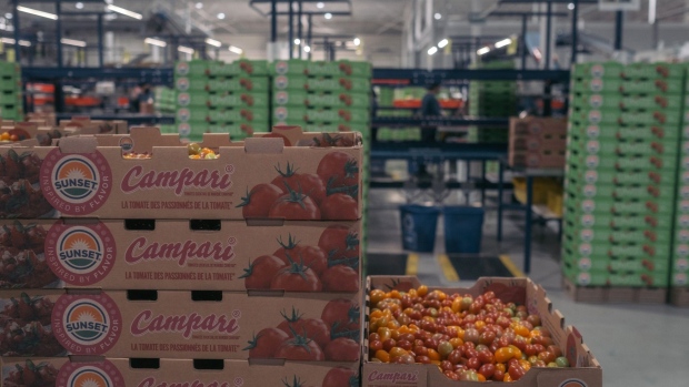Boxes of tomatoes at the Finka Ahuehuetes SAS greenhouse and packing facility in San Juan del Rio, Queretaro state, Mexico, on Wednesday, Sept. 28, 2022. Mexico aims to cut the cost of 24 basic goods by curbing food exports and extending a pact with major companies in the latest attempt to tame soaring consumer prices.