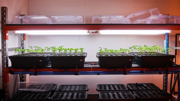 Cannabis plant cuttings in a hydroponic grow room at the Cilo Cybin Pharmaceutical Ltd. facility in Samrand, South Africa, on Friday, Aug. 20, 2021. Cilo Cybin is considering an initial public offering in the next 12 months after becoming the first South African company to win the right to grow, process and package cannabis products.