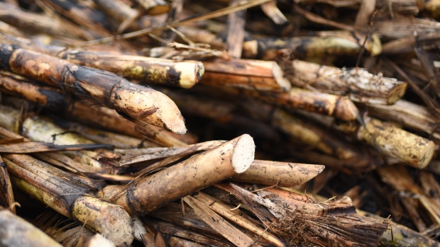 Cut sugar cane in Coatepec, Veracruz state, Mexico, on Thursday, Jan. 28, 2021. Mexico looks to recover sugar production in 2021, after a severe drought in a number of sugarcane producing states devastated production last year.