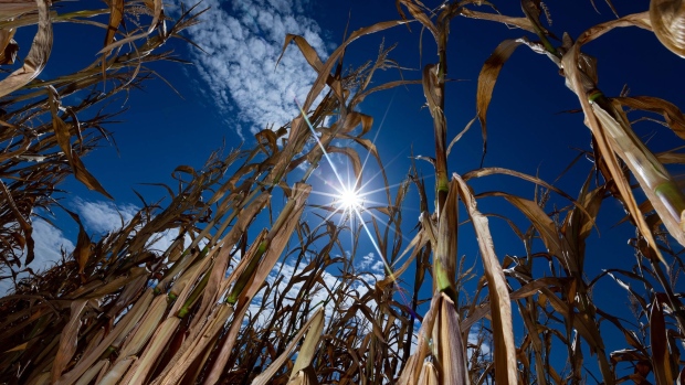 Drought-damaged corn plants near Luckau, Germany, on Friday, Aug. 12, 2022. 