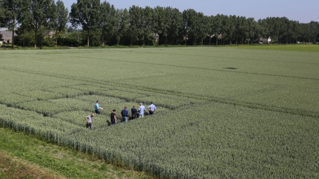 A group of Bayer AG employees stand in wheat field as they inspect the crop conditions on a farm in Abbenes, Netherlands, on Wednesday, June 6, 2018. After waiting more than 18 months for the Monsanto Co. acquisition to close, Bayer AG may not delay selling bonds after the purchase completes on Thursday. Photographer: Yuriko Nakao/Bloomberg