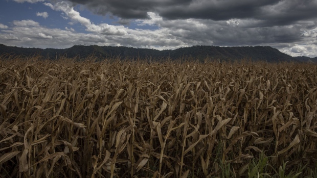 Corn fields at a farm in Santana do Araguaia, Para state, Brazil, on Wednesday, June 22, 2022. Agriculture increased its share of Brazilian gross domestic product over the past three years from 20% to 28% of the country’s $1.7 trillion economy, according to the University of Sao Paulo.