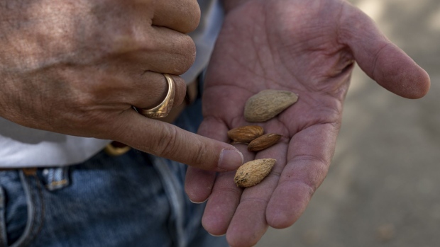 A farmer looks at almonds at an orchard in Huron, California, U.S., on Wednesday, Sept. 29, 2021. Record heat and drought is forcing food producers to adopt new business models to survive changing weather patterns. Photographer: David Paul Morris/Bloomberg