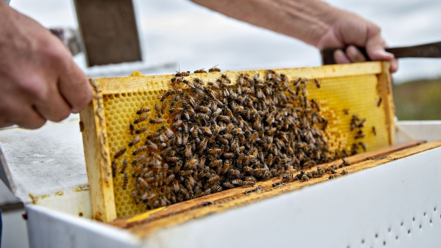 A beekeeper inspects a frame from a honeybee beehive in Merango, Illinois. Photographer: Daniel Acker/Bloomberg
