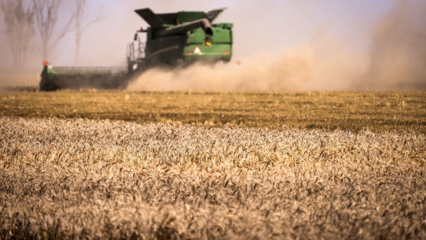 A farmer operates a combine harvester during a wheat harvest at a farm near Gunnedah, New South Wales, Australia, on Tuesday, Nov. 10, 2020. Media reports suggesting China could soon target imports of Australian wheat, after already turning its attention to barley, wine, cotton and beef, have rattled the market.