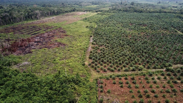 A palm oil plantation, right, in Indonesia. Photographer: Januar/AFP/Getty Images