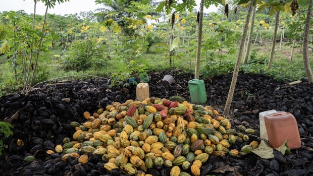 A pile of harvested cocoa pods on a farm in Azaguie, Ivory Coast, on Friday, Nov. 18, 2022. As favorable weather in Ivory Coast boosts the quality of the country’s cocoa bean harvest, poor road access means some farmers in the world’s top supplier of the chocolate-making ingredient are getting paid below the farm-gate rate for their crop.