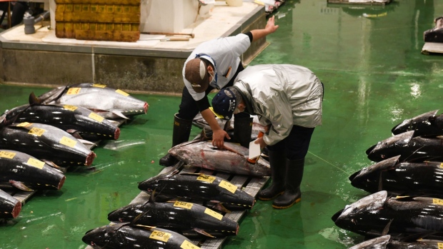 Buyers inspect tuna at Toyosu Market in Tokyo