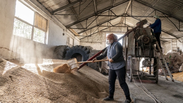 A agricultural worker shovels grain in a storage barn on a farm near the Danube Black Sea Canal in Agigea, Romania, on Tuesday, Oct. 8 2019. The region that straddles the Danube in Romania and Bulgaria has made it a bread basket for centuries but after fits and starts toward the free market, chronic shortages, corruption and political upheaval, it’s plugged into the world economy thanks to the EU’s open borders and money.