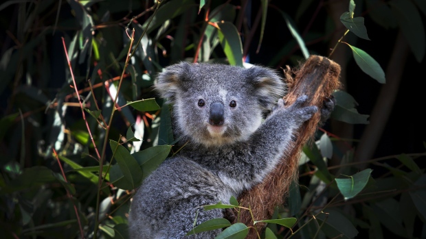 PORT MACQUARIE, AUSTRALIA - AUGUST 27: A young female koala fondly named 'Ash' is seen sitting on a Eucalyptus branch following a general health check at the Australian Reptile Park on August 27, 2020 on the Central Coast in Sydney, Australia. Dean Reid, Head Mammal and Bird Keeper oversees the Australian Reptile Park's koala breeding program which currently has a record number of 38 koalas, including 9 joeys. A New South Wales parliamentary inquiry released in June 2020 has found that koalas will become extinct in the state before 2050 without urgent government intervention. Making 42 recommendations, the inquiry found that climate change is compounding the severity and impact of other threats, such as drought and bushfire, which is drastically impacting koala populations by affecting the quality of their food and habitat. The plight of the koala received global attention in the wake of Australia's devastating bushfire season which saw tens of thousands of animals killed around the country. While recent fires compounded the koala's loss of habitat, the future of the species in NSW is also threatened by continued logging, mining, land clearing, and urban development. Along with advising agencies work together to create a standard method for surveying koala populations, the inquiry also recommended setting aside protected habitat, the ruling out of further opening up of old-growth state forest for logging and the establishment of a well-resourced network of wildlife hospitals in key areas of the state staffed by suitably qualified personnel and veterinarians. The NSW Government has committed to a $44.7 million koala strategy, the largest financial commitment to protecting koalas in the state's history. (Photo by Lisa Maree Williams/Getty Images)