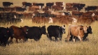 Cows walk through a field during a cattle drive at a farm in Gunnedah, New South Wales, Australia, on Thursday, May 28, 2020. A growing number of Australia's primary producers are mulling the potential for a further tightening of restrictions on Australia's agricultural exports by China. Two thirds of Australia’s farm production is exported, with almost one third of this, 28%, going to China, including 18% of Australia's total beef production, according to Australia's National Farmers' Federation.