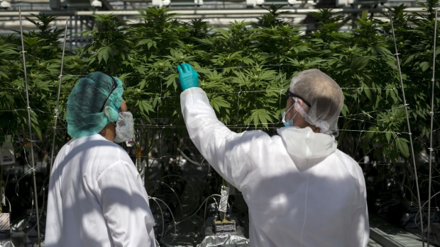 Employees inspect cannabis plants at the CannTrust Holdings Inc. Niagara Perpetual Harvest facility in Pelham, Ontario, Canada, on Wednesday, July 11, 2018. Canadian pot stocks have had a wild ride in the past year with the BI Canada Cannabis Competitive Peers Index surging about 250 percent from October to December as the road to legalization became clearer in Canada, before dropping by about 36 percent this year.