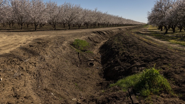A dried up drainage ditch in an almond orchard in Dixon, California, U.S., on Thursday, Feb. 17, 2022. The pollination of California's almonds is the largest annual managed-pollination event in the world.