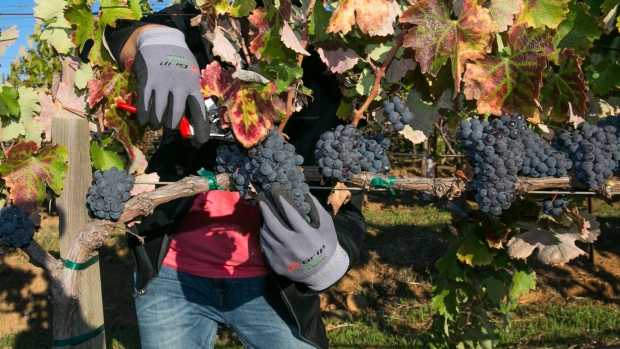 A sommelier tends to ripe counoise grapes near Healdsburg, California. Photographer: George Rose/Getty Images North America
