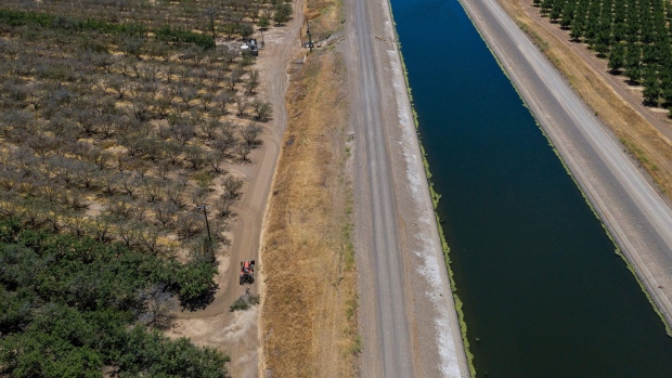 An almond farm in Gustine, California, affected by drought in 2021.