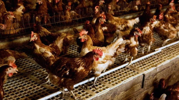 Chickens at Brown's Farm, which produces sustainable eggs for NestFresh, in Gonzales, Texas, U.S., on Wednesday, May 5, 2021. Farmers are betting they can profit further with specialty eggs by adding another layer of premiumization: eggs from a special type of sustainable farm that can be trumpeted as being better for the planet.