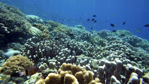 Fish swim in the coral reef of Bunaken Island national marine park in northern Sulawesi. Coral reefs have declined by 40 percent worldwide, partly as a result of climate-change-driven warming.