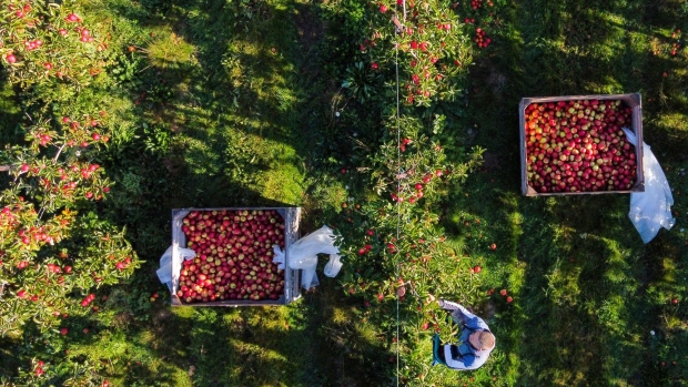 Pickers place apples into collection bins in an orchard on a farm in Faversham, UK, on Tuesday, Oct. 18, 2022. As large parts of England are likely to remain in an official drought until next year yields could be as much as 50% lower for foods such as onions, carrots, apples or sugar beets.