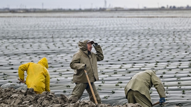 Farmers work on an irrigation system in Salinas on Jan. 13. Photographer: Josh Edelson/Bloomberg
