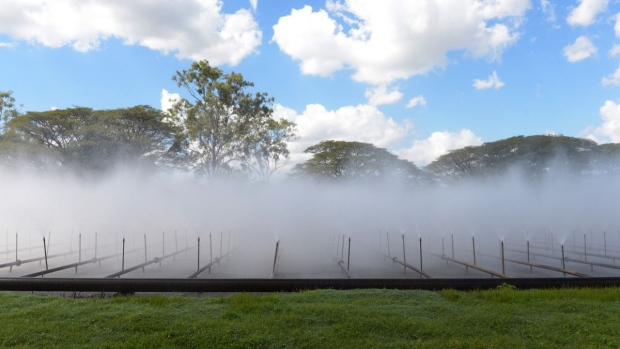 Water vapor is sprayed at a Wilmar Sugar Australia Ltd. processing plant near Ayr, Queensland, Australia, on Sunday, Aug. 9, 2015. Photographer: Carla Gottgens/Bloomberg