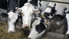 Cows eat at a dairy farm in Howick, Quebec, Canada, on Tuesday, Jan. 11, 2022. Farm groups say they're fearful the highly contagious Omicron variant could stress Canadian food production as the industry had a chronic labor shortage even before the arrival of Covid-19, the Canadian Press reports.