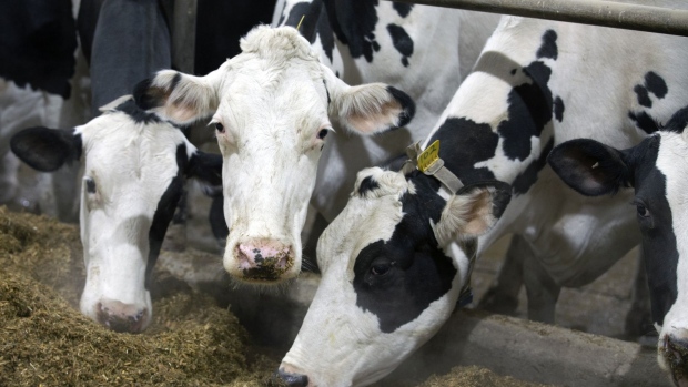 Cows eat at a dairy farm in Howick, Quebec, Canada, on Tuesday, Jan. 11, 2022. Farm groups say they're fearful the highly contagious Omicron variant could stress Canadian food production as the industry had a chronic labor shortage even before the arrival of Covid-19, the Canadian Press reports.