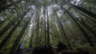 Old growth trees in B.C. 
