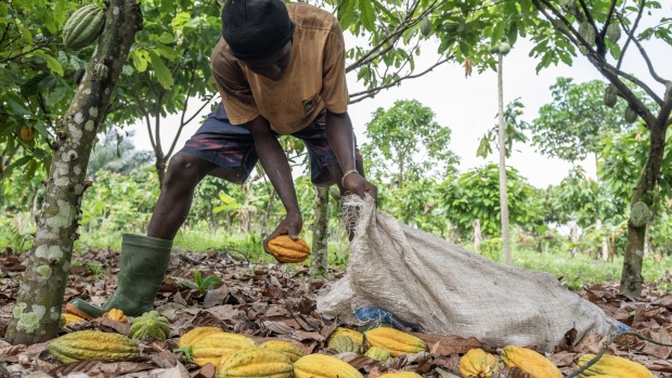 A worker gathers cocoa pods cut from trees into a sack on a farm in Azaguie, Ivory Coast, on Friday, Nov. 18, 2022. As favorable weather in Ivory Coast boosts the quality of the country’s cocoa bean harvest, poor road access means some farmers in the world’s top supplier of the chocolate-making ingredient are getting paid below the farm-gate rate for their crop.