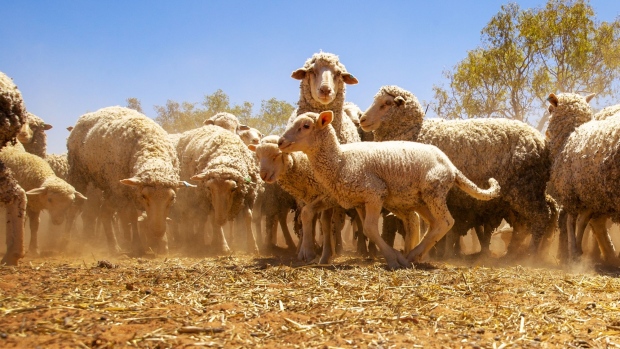 LOUTH, AUSTRALIA - FEBRUARY 21: Sheep belonging to Garry Mooring gather during feeding on February 21, 2019 in Louth, Australia. Local farmer and landowner Garry Mooring has lived in the region for sixty years and has a deep understanding of the land. During this time he has observed the changing conditions along the Darling River and he along with other local farmers and community members feel angry and disappointed with the mismanagement of the Murray-Darling River basin. Mooring believes the river is the lifeblood of the community and there is a need for federal policy change not just state. Local communities in the Darling River area are facing drought and clean water shortages as debate grows over the alleged mismanagement of the Murray-Darling Basin. Recent mass kills of hundreds of thousands of fish in the Darling river have raised serious questions about the way WaterNSW is managing the lakes system, and calls for a royal commission. (Photo by Jenny Evans/Getty Images)