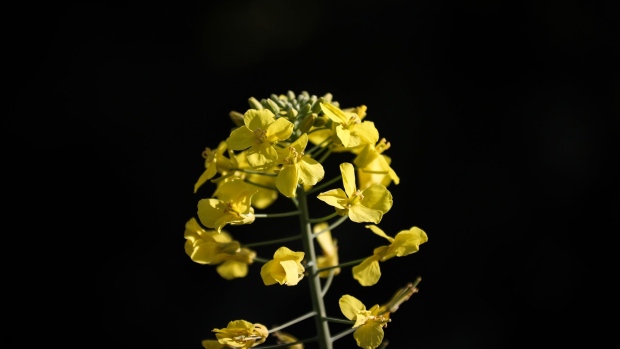 A canola plant grows in a field at a farm near Gunnedah, New South Wales, Australia, on Sunday, Aug. 23, 2020. Another paltry rapeseed harvest in Europe is tightening global supplies even as crops swell abroad. Australia's crop has benefited from autumn rains and its supply will be needed due to EU crop restrictions, according to Cheryl Kalisch Gordon, senior grains and oilseeds analyst at Rabobank.