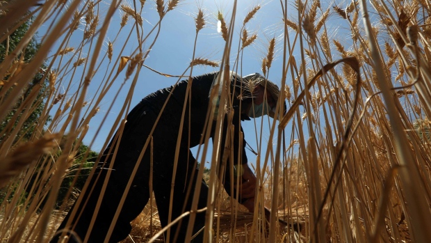 A farmer harvests wheat in Iraq Photographer: Safin Hamed/AFP/Getty Images