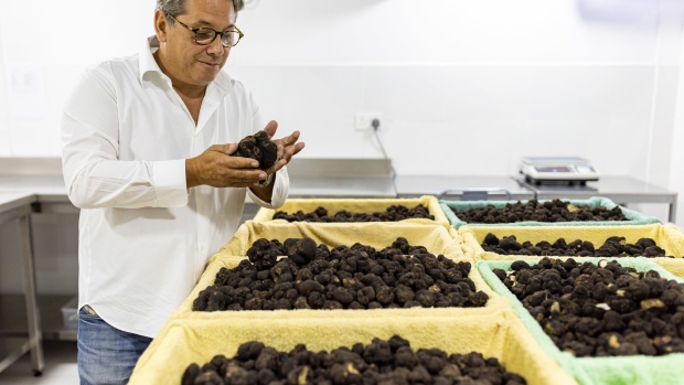 Massimo Vidoni inspects a shipment of black truffles imported from Perigord, France, and Umbria, Italy, in the Italtouch warehouse in Dubai. Photographer: Christopher Pike/Bloomberg