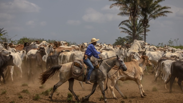 Ranchers herd cattle on a farm in Xinguara, Para state, Brazil, on Wednesday, Oct. 6, 2021. Six European retail groups, including Sainsbury's in the United Kingdom and Carrefour in Belgium, are restricting Brazilian beef purchases due to new findings linking cattle production to deforestation in the Amazon, Cerrado and Pantanal.