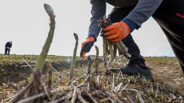 Farm workers harvest asparagus from a field. Photographer: Chris Ratcliffe/Bloomberg