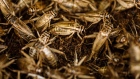 Crickets sit in plastic containers in a climate controlled growth room on the Siikonen family farm in Forssa, Finland, on Tuesday, June 26, 2018. On their 500-year-old homestead in southern Finland, Kirsi and Jouko Siikonen have turned from raising pigs to farming six-legged creatures that could help resolve the world’s looming food crisis.