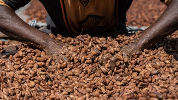 A farmer arranges fermented cocoa beans onto a sheet to dry out in the sun on a farm in Azaguie, Ivory Coast, on Friday, Nov. 18, 2022. As favorable weather in Ivory Coast boosts the quality of the country’s cocoa bean harvest, poor road access means some farmers in the world’s top supplier of the chocolate-making ingredient are getting paid below the farm-gate rate for their crop.
