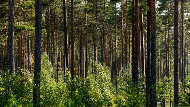 Pine trees growing in a forest in Finland. Photographer: Bloomberg Creative Photos/Bloomberg Creative Collection