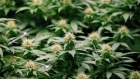 Cannabis flowers in Moncton