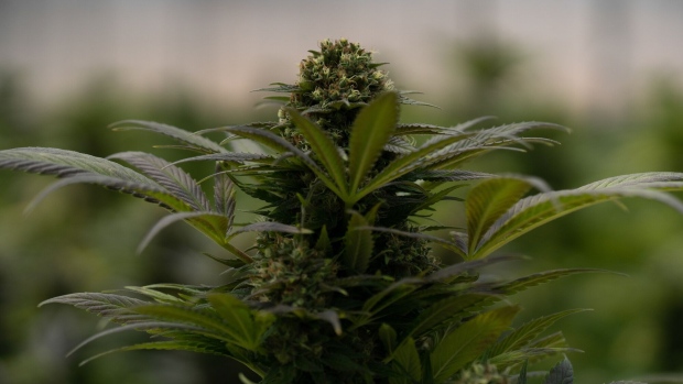 A flowering cannabis plant growing at the Green Health Colombia SAS medical cultivation facility in Los Santos, Santander department, Colombia, on Monday, April 3, 2023. Colombia's cannabis industry exports, including seeds, crude extracts, distillates, isolates, and finished products such as phytotherapeutics and cosmetics, nearly doubled in 2022, with over $8.4 million US dollars in sales.