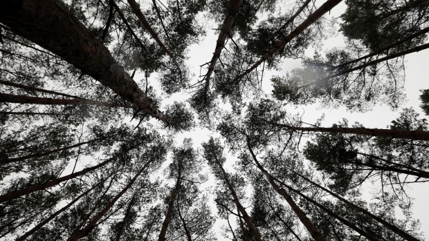 Pine trees stand in a forest near the site of the Tesla Inc. Gigafactory in Gruenheide, Germany, on Sunday, Feb. 23, 2020. Tesla Inc. has overcome a legal roadblock standing in the way of Elon Musk's plan to build an electric-car factory in Germany.