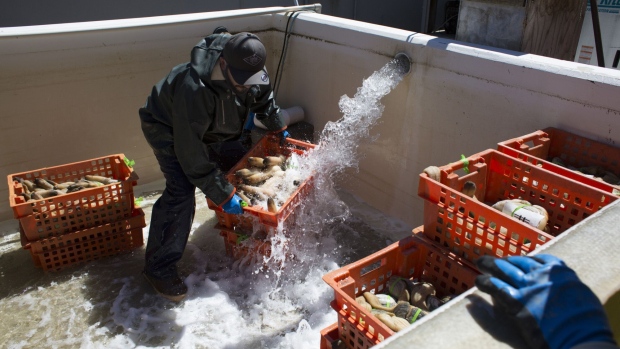 An employee rinses a crate of geoducks at a shellfish facility in Shelton, Washington. Photographer: David Ryder/Bloomberg