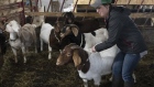 Quebec goat farmer Myriam Landry