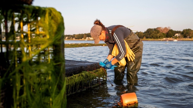 A worker uses zip-ties to attach a basket of seedlings to an oyster cage in Duxbury, Massachusetts. Photographer: Scott Eisen/Bloomberg