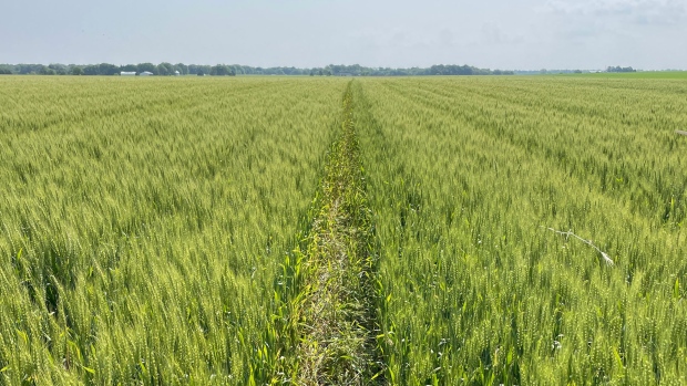 Fields during the Illinois Wheat Association crop tour in Southern Illinois on May 24, 2023.  Photographer: Tarso Veloso/Bloomberg