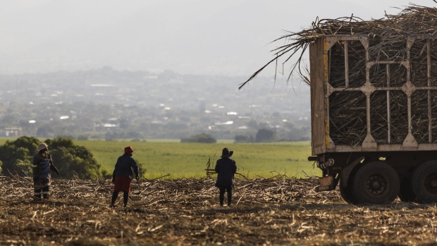 Workers load cane onto a truck destined for processing at the Malelane mill. Photographer: Guillem Sartorio/Bloomberg