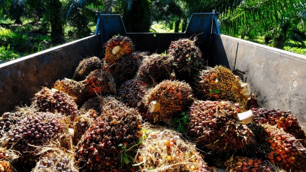 Indonesia and Malaysia together account for about 80% of global palm oil output.